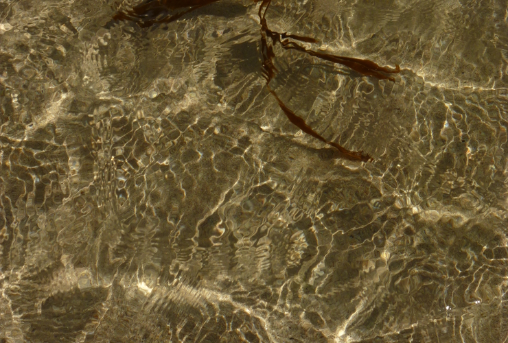 Denis Mollison - Portraits of the Edge 2020