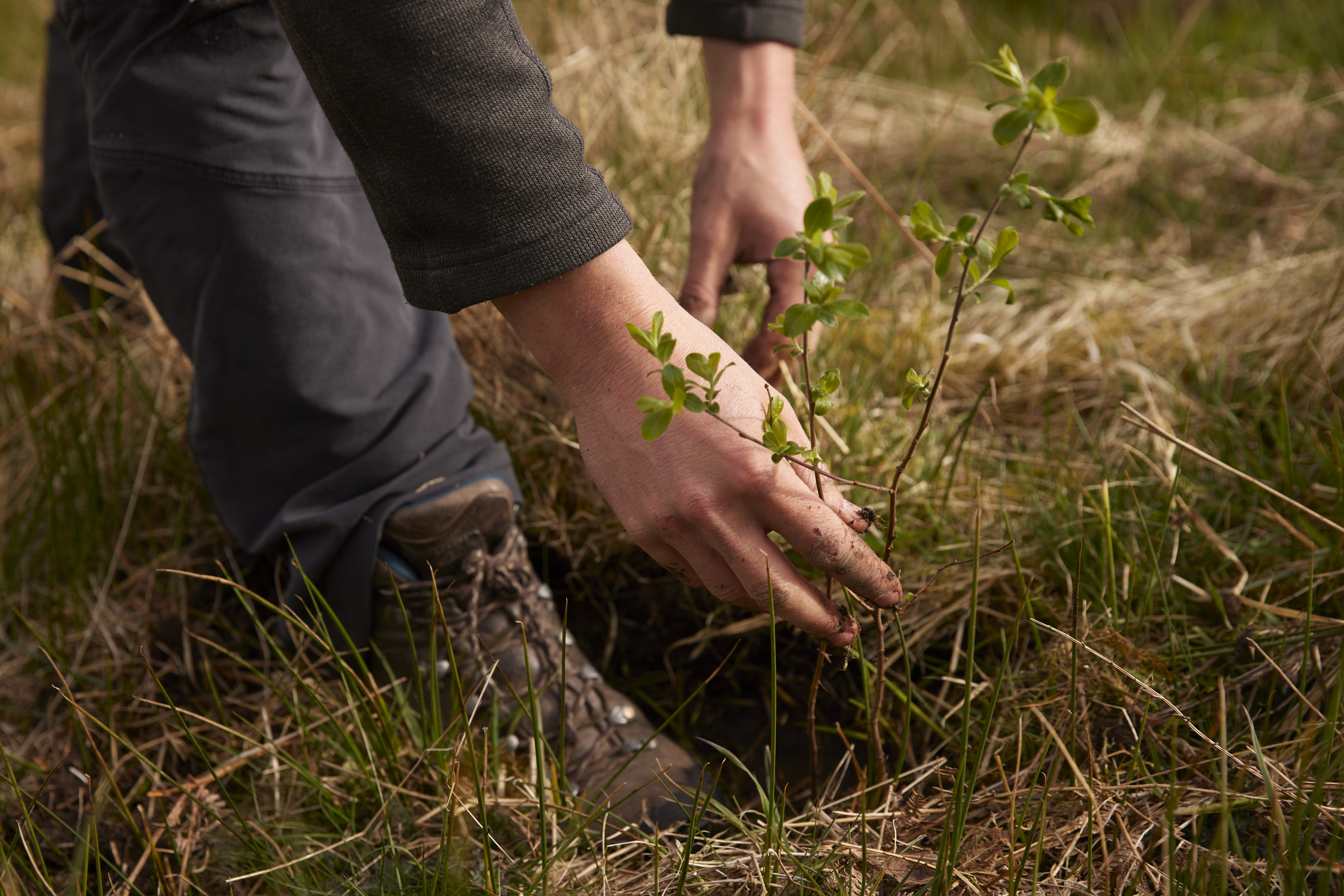 Tree planting Helvellyn