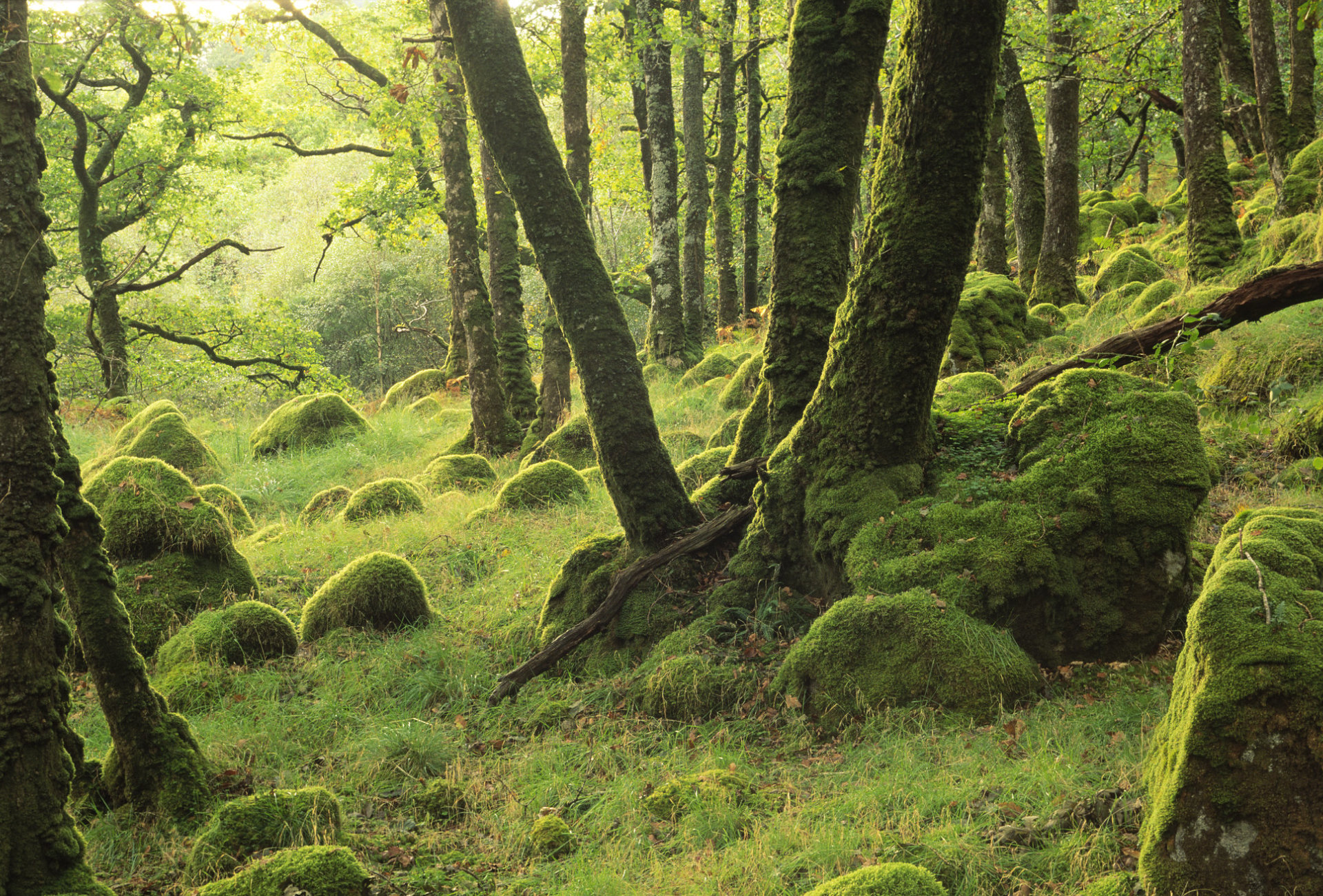 SNH - Mossy oakwood at Ariundle NNR Ardnamurchan West Highland Area - Lorne Gill SNH 3