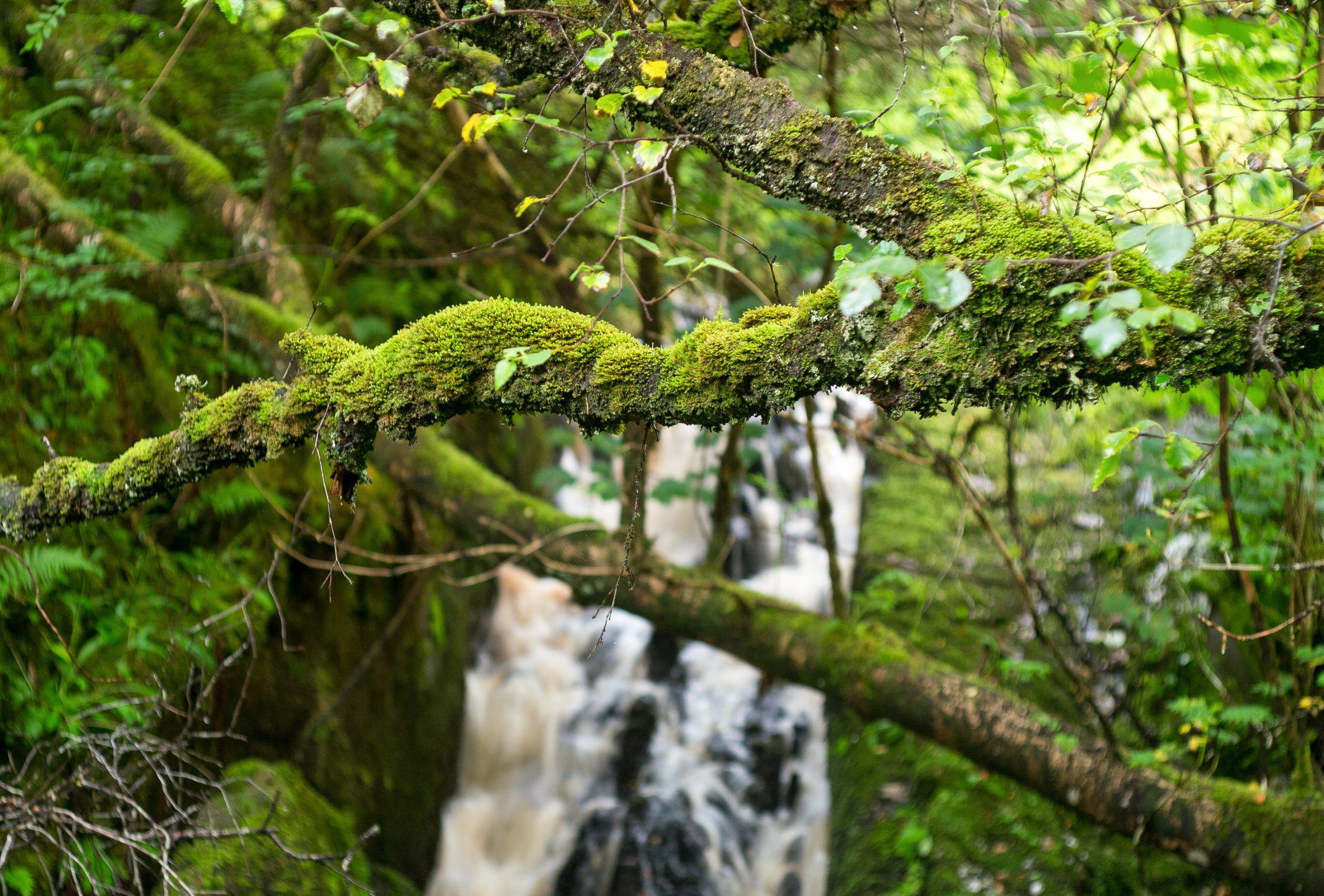 SP - Plagiochila spinulosa or Prickly Featherwort Carndubh Burn, Argyll  credit Stan Phillips
