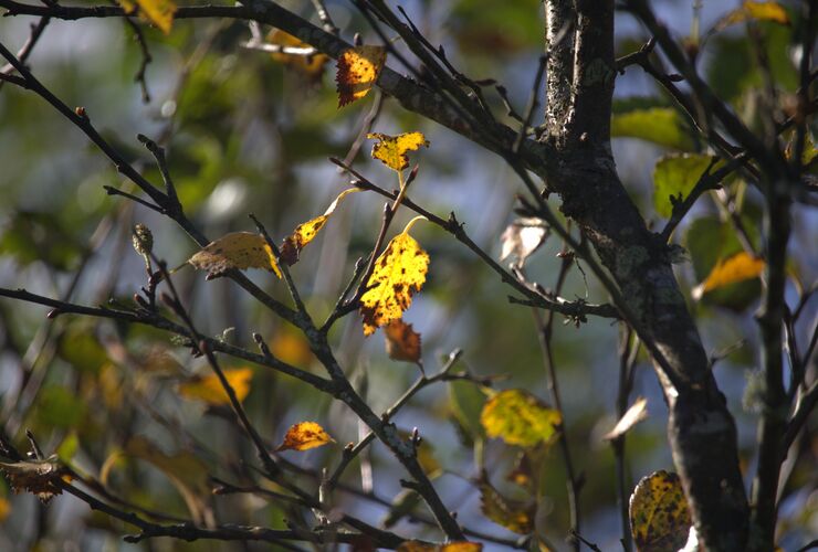 Autumn leaves at Glenlude 25