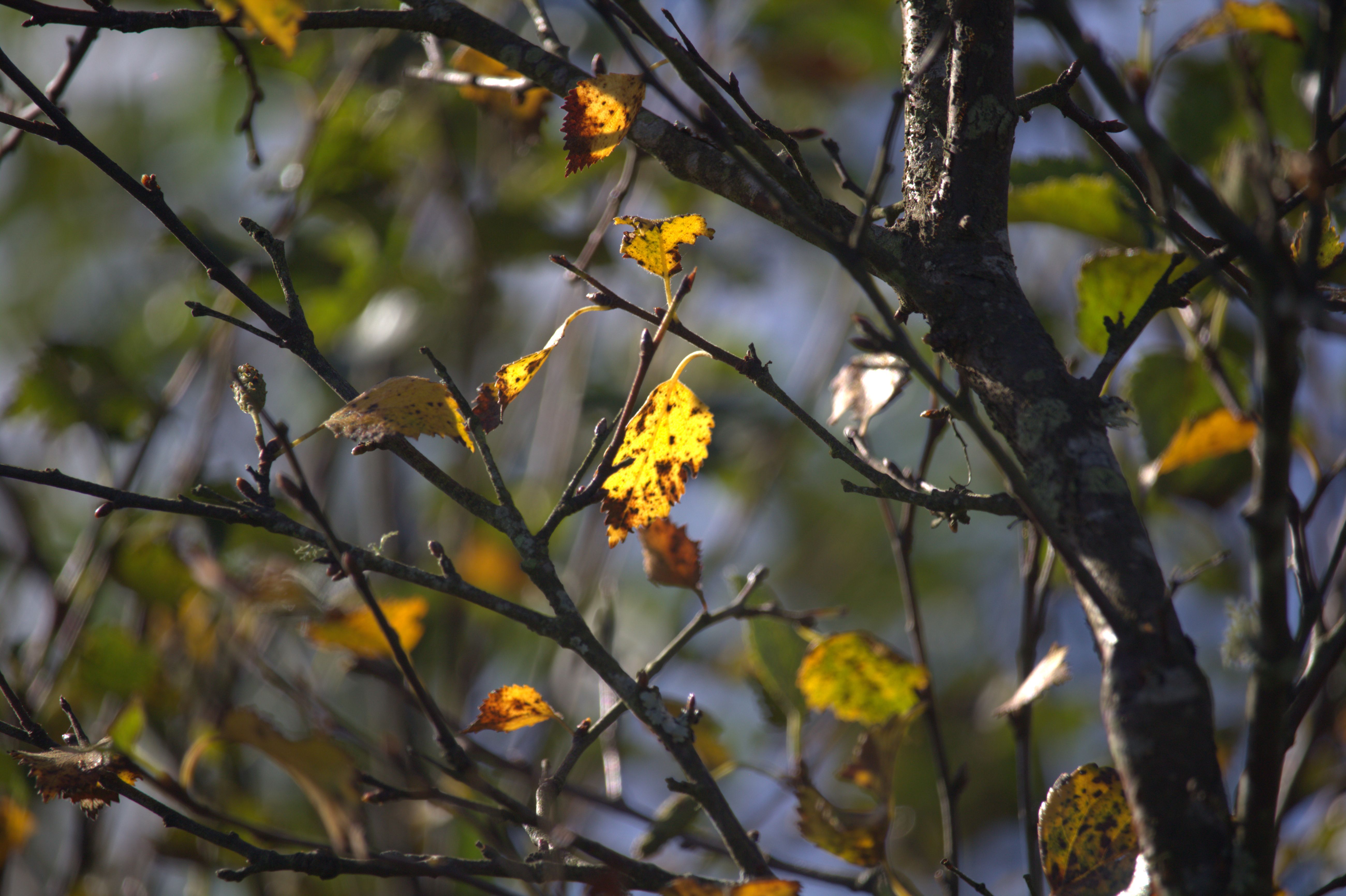 Autumn leaves at Glenlude 25