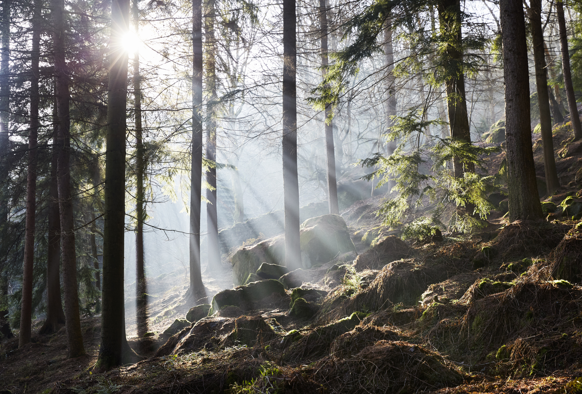 Trees in Yorkshire - Benjamin Statham