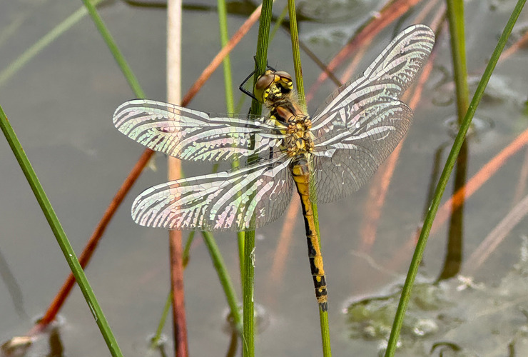 Black darter dragonfly