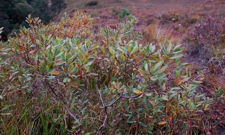 Bog Myrtle - Jim Barton, Wikimedia Commons