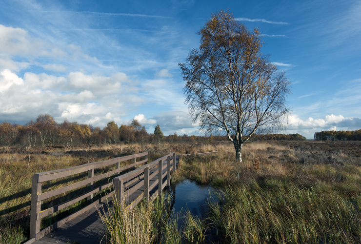 Flanders Moss, Stirlingshire - Neil Aitkenhead - Wikimedia Creative Commons