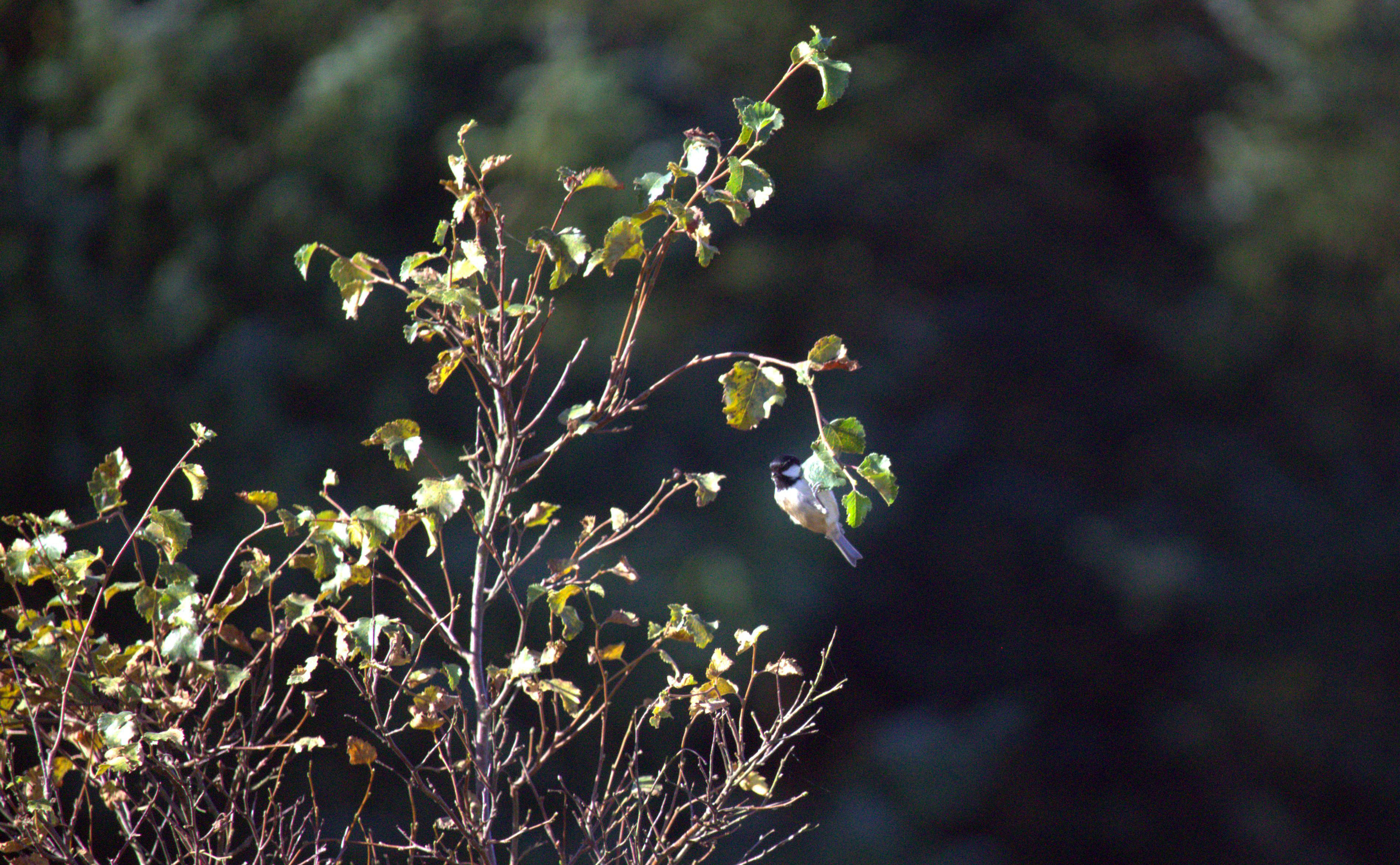 Coal tit - autumn 25