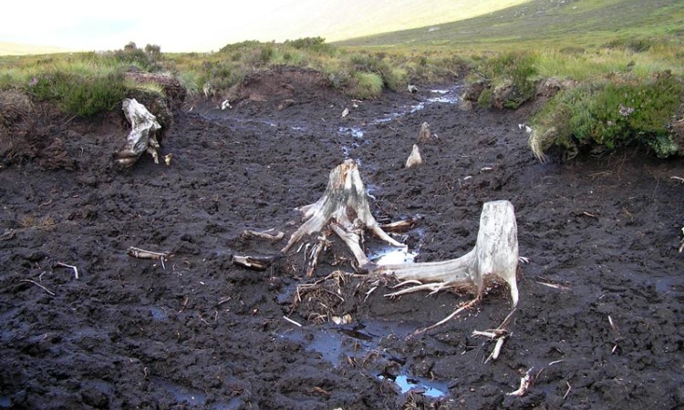 Fossilised trees in peat hag - TheCreator - Wikimedia Commons