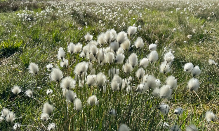 Cotton grass at Nevis