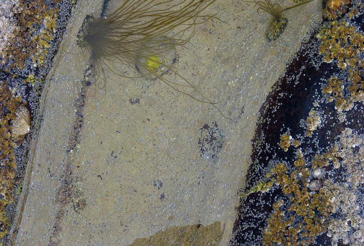 Denis Mollison - Portraits of the Edge 2019