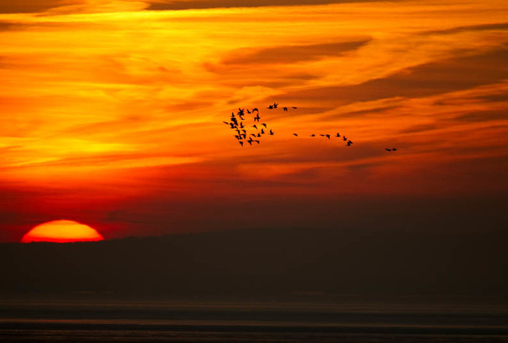 Barnacle Geese (Branta leucopsis) in flight at sunset - Danny Green/2020Vision