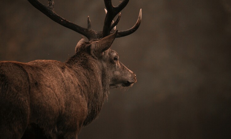 Red Deer Unsplash