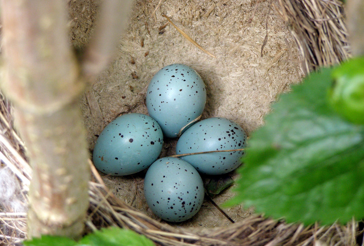 Resources - song thrush eggs