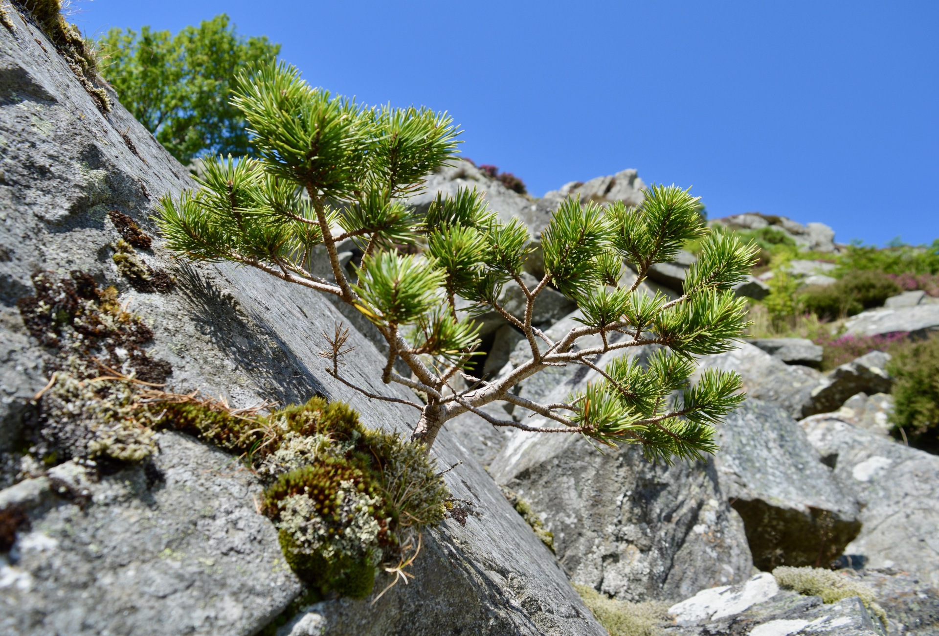 Mountain Woodland Appeal - Scots pine at Schiehallion