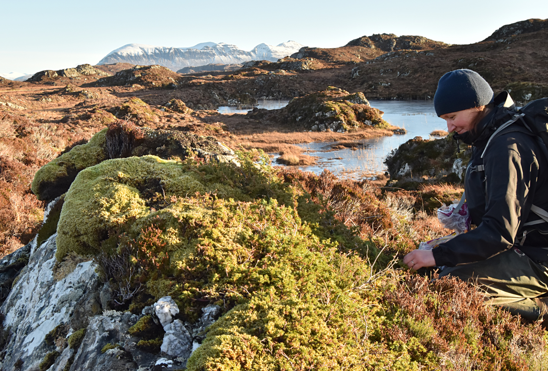 Picking juniper on Quinag - Chris Puddephat