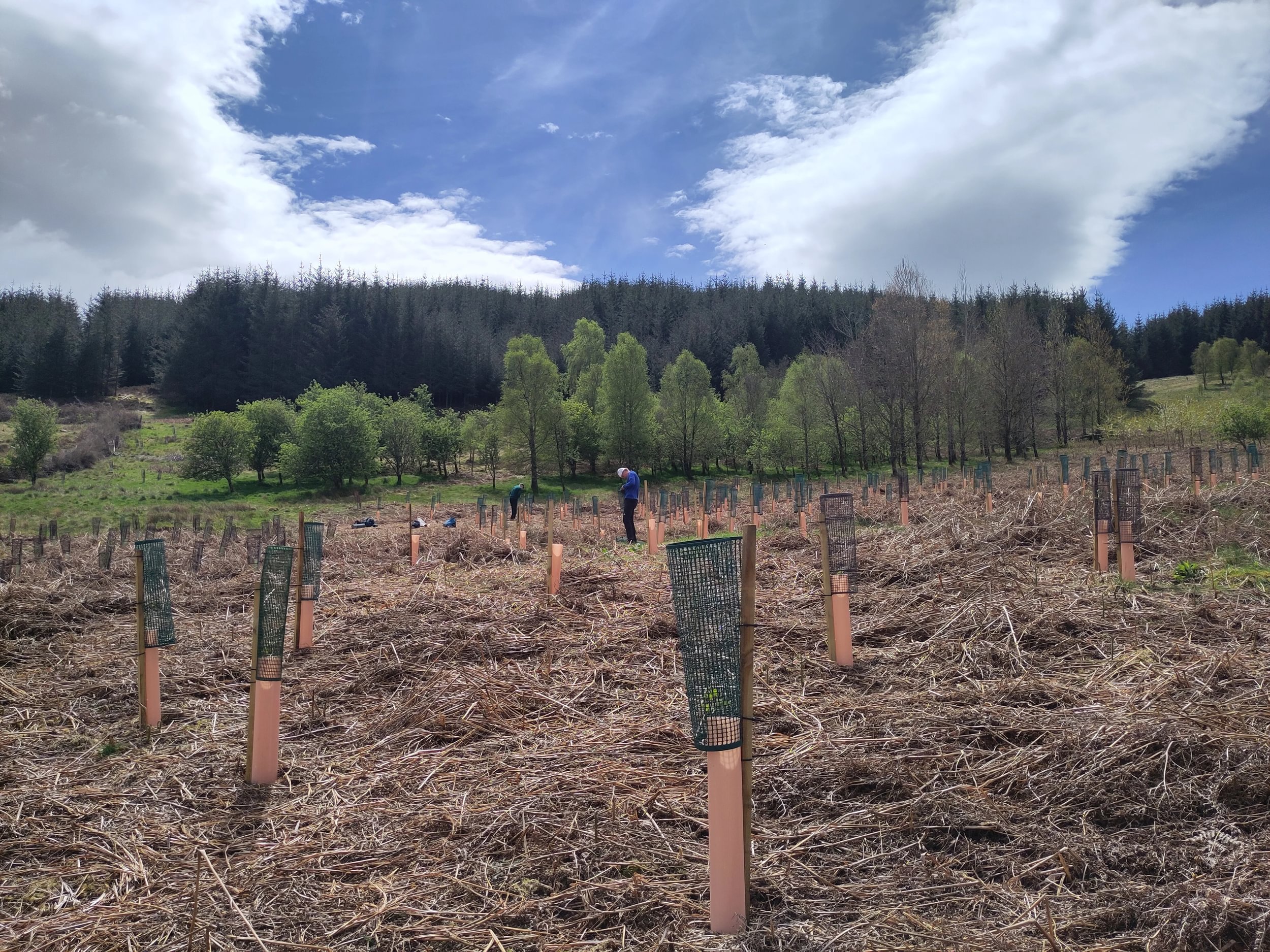 Glenlude Phoneix Forest