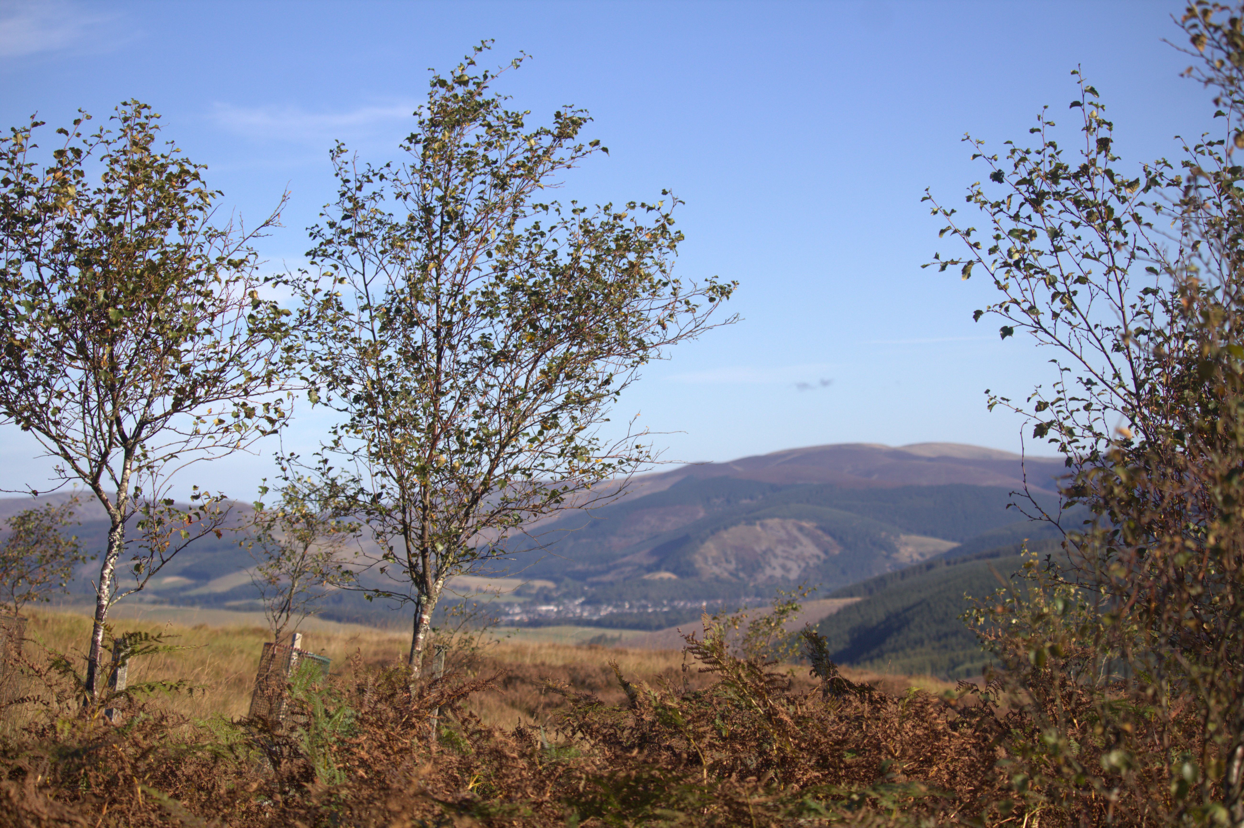 Green Team wild wood at Glenlude - looking towards Innerleithen