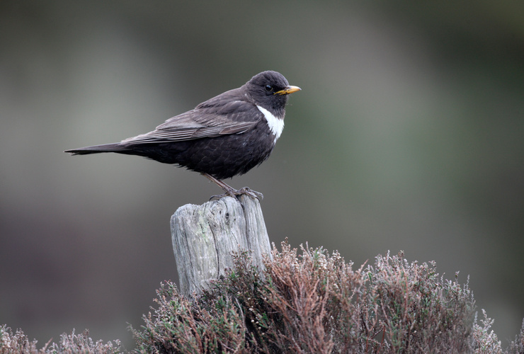 ring ouzel - Adobe Stock / Shutterstock