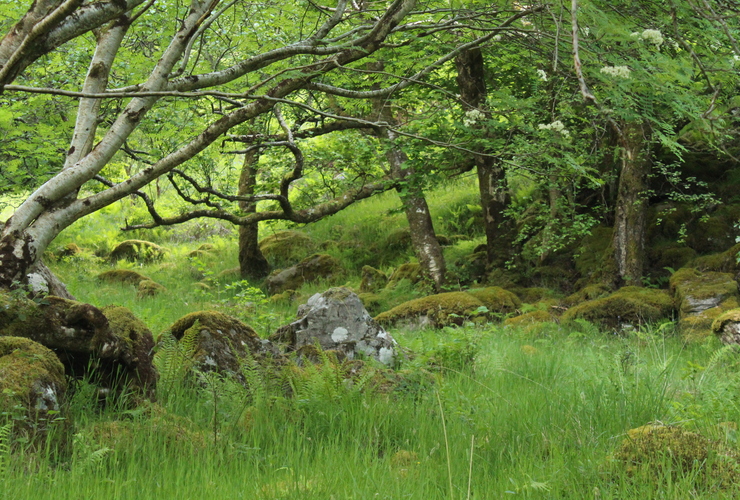 section of rainforest in Glen Nevis