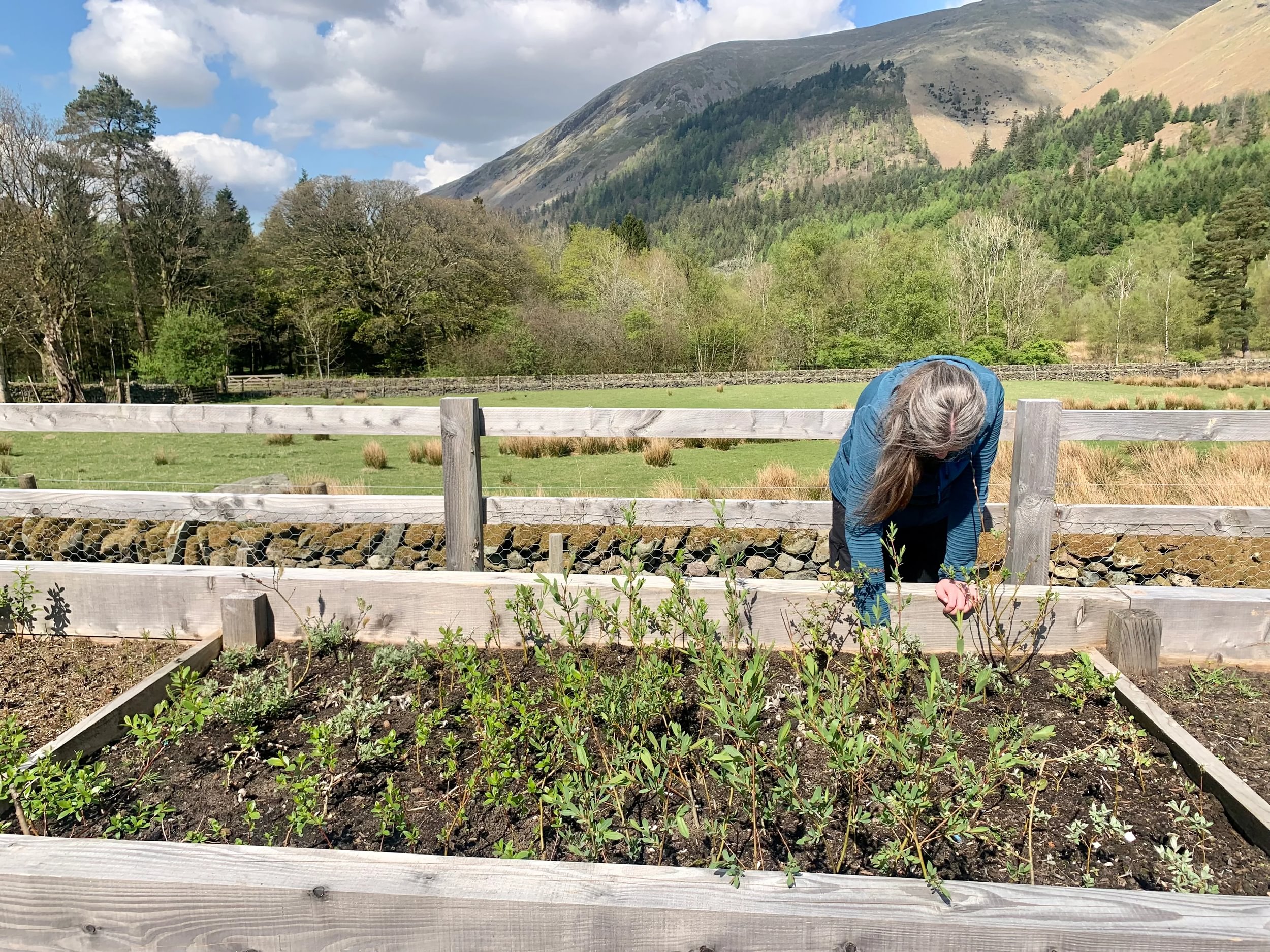 West Head Nursery - weeding