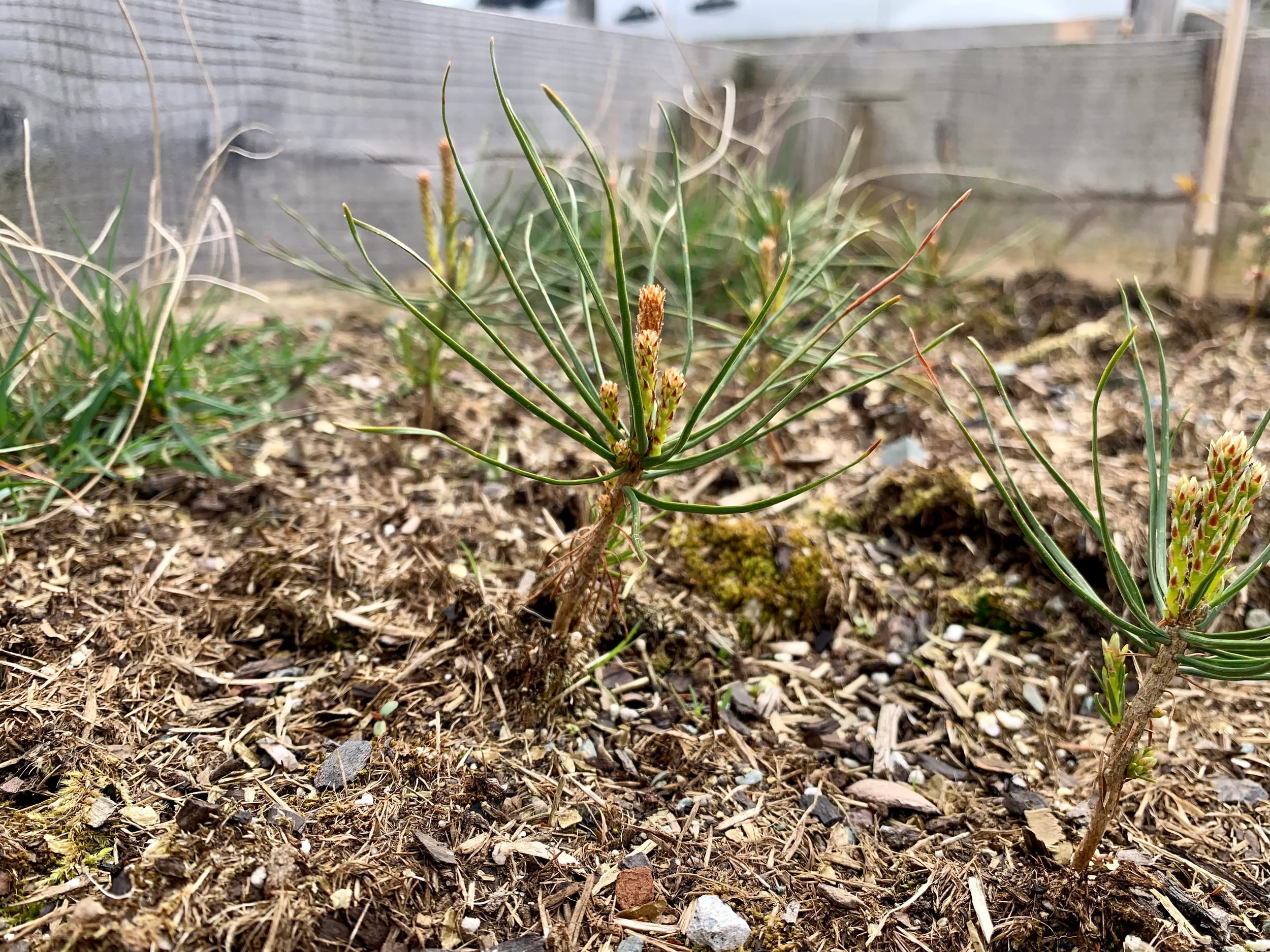West Head Nursery - Scot's pine