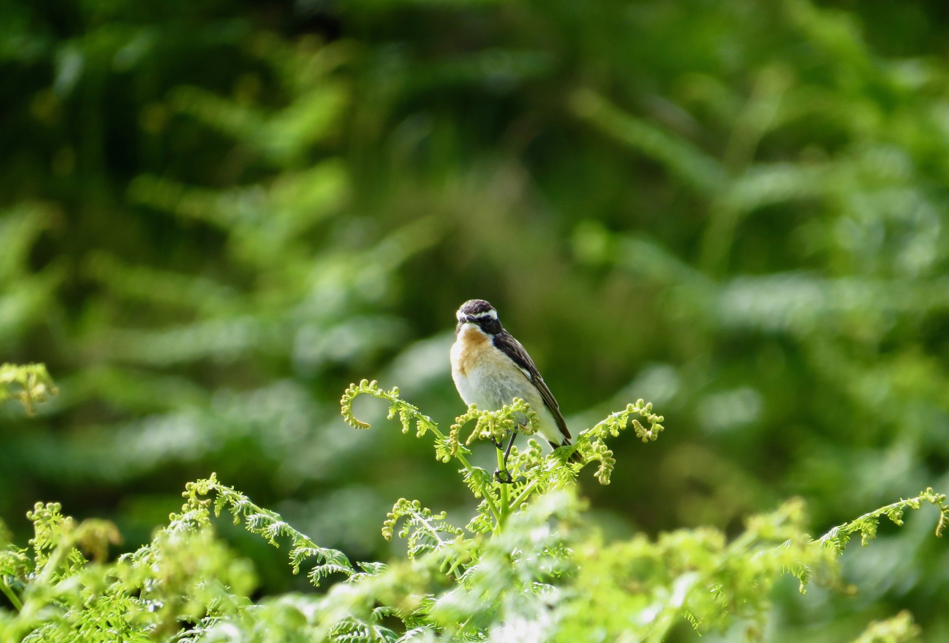 Bird at Schiehallion