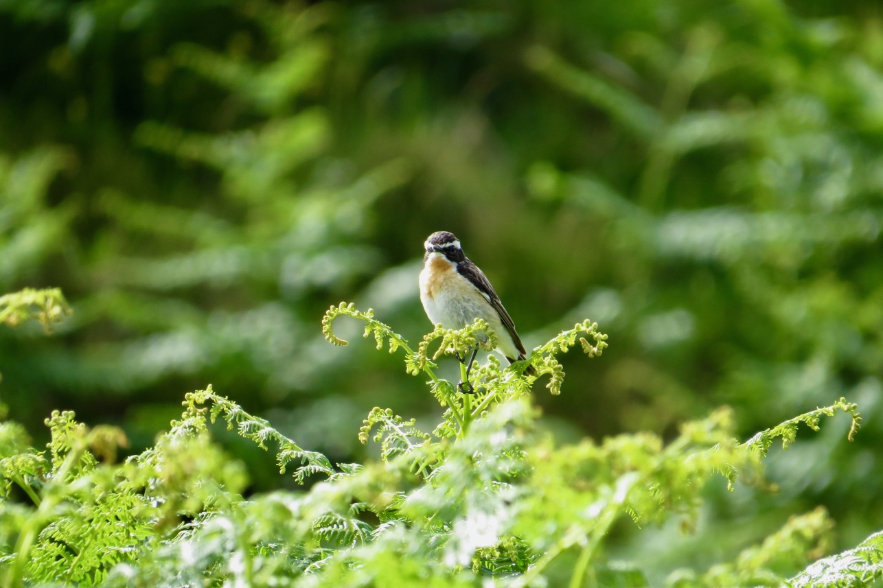 Bird at Schiehallion