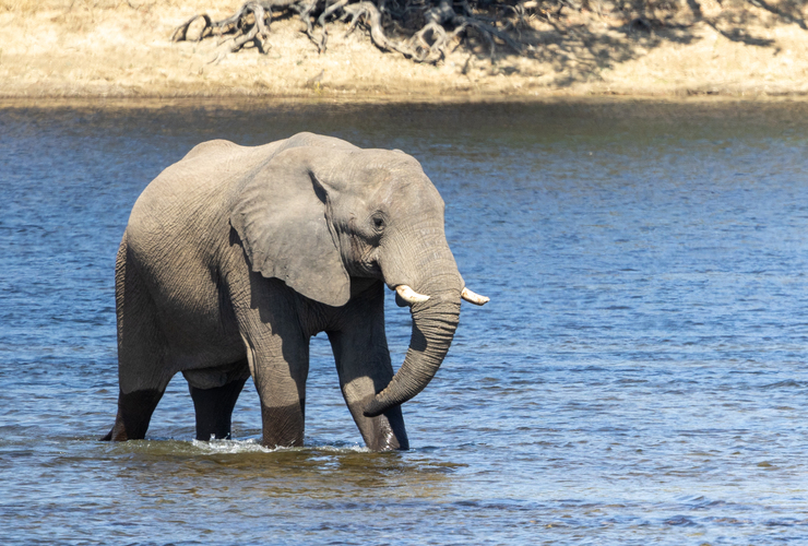 J78 - Kafue elephant courtesy of BIGGESTLEAF TRAVEL