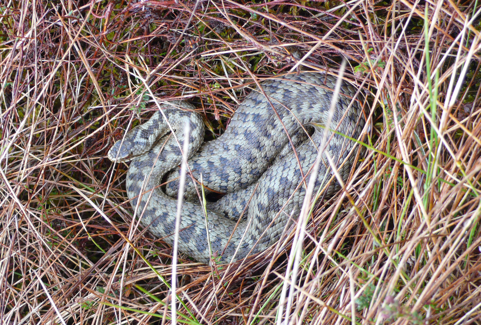 Adder at Glenlude - Karen Purvis
