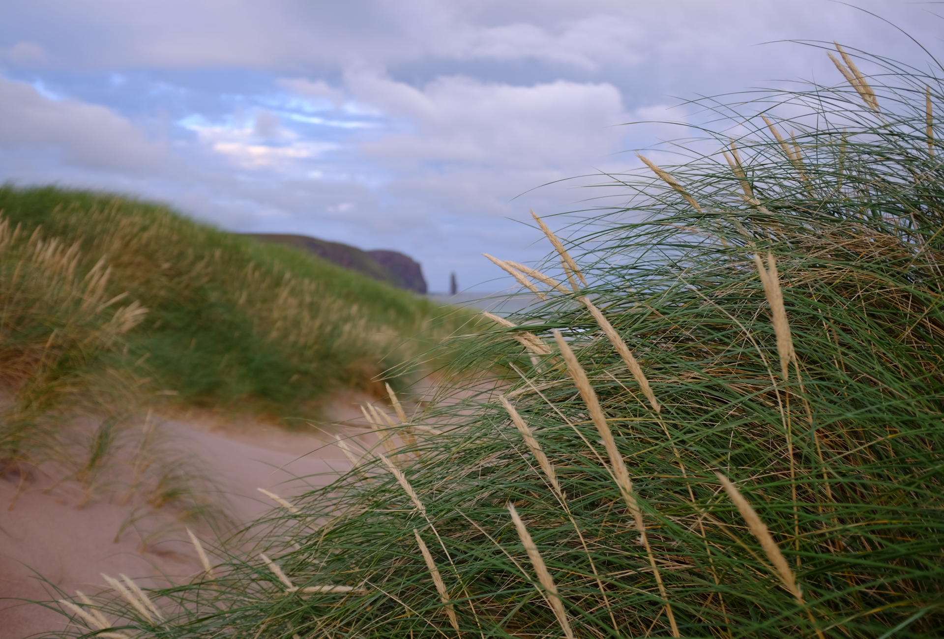 Grasses at Sandwood - Kevin Lelland