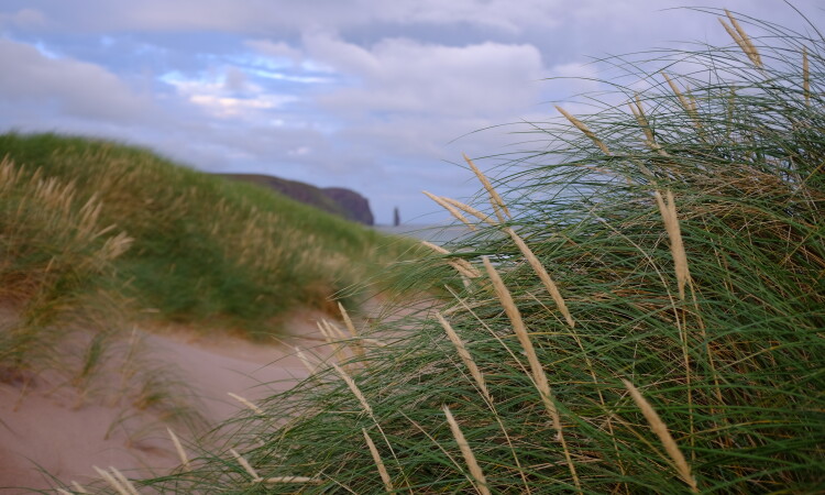 Grasses at Sandwood - Kevin Lelland