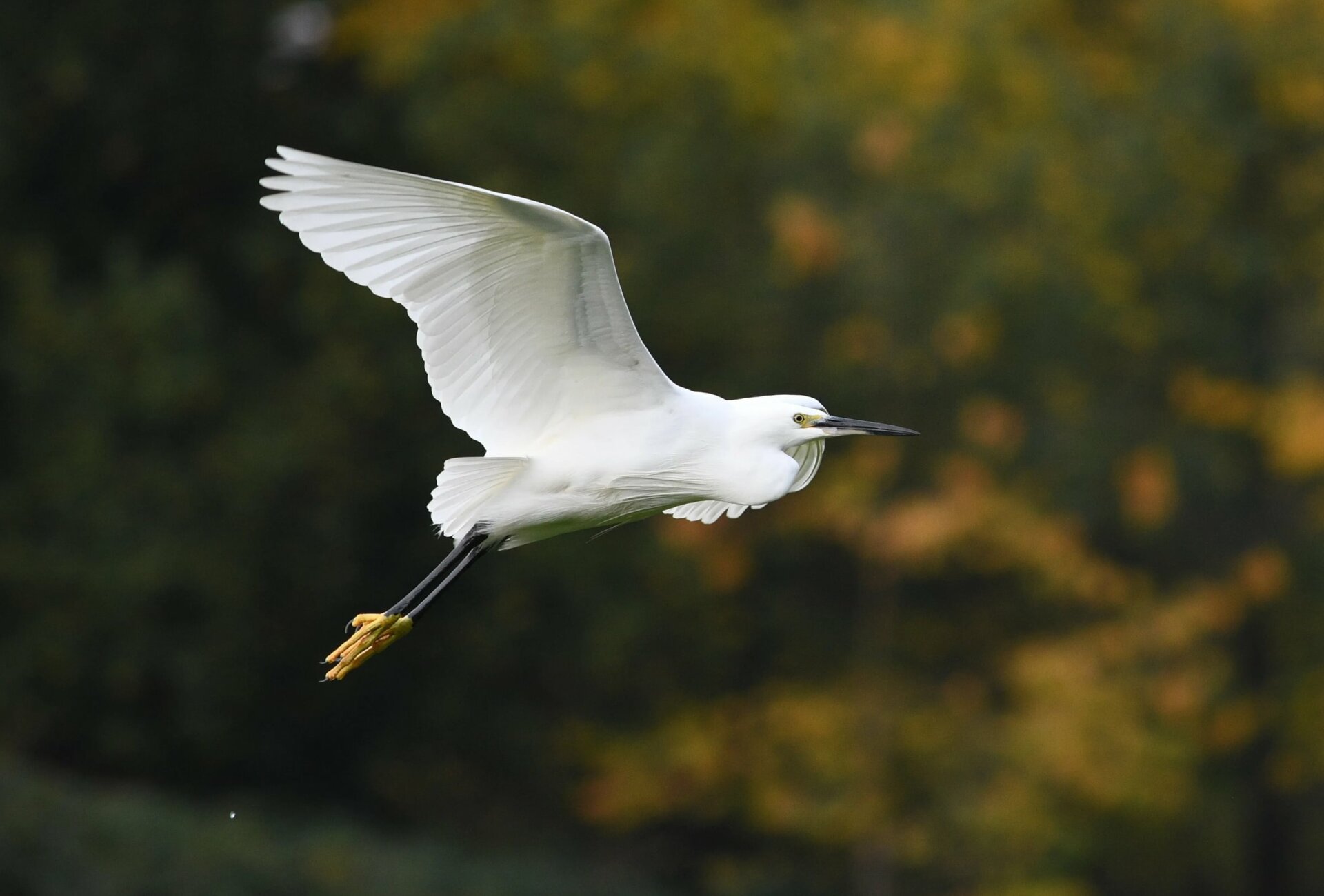 Little egret in Coventry by Les Ward 