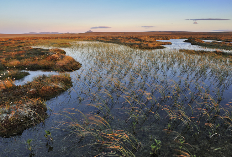 Peatlands - 2020 Vision