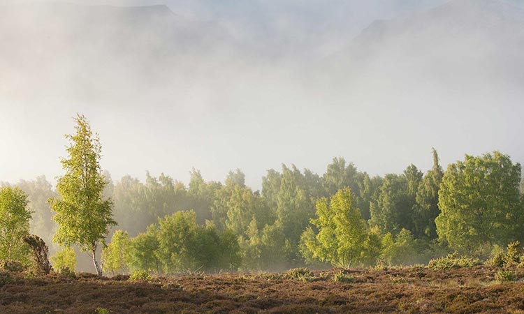 Award research - Fuzzy Cognitive Mapping