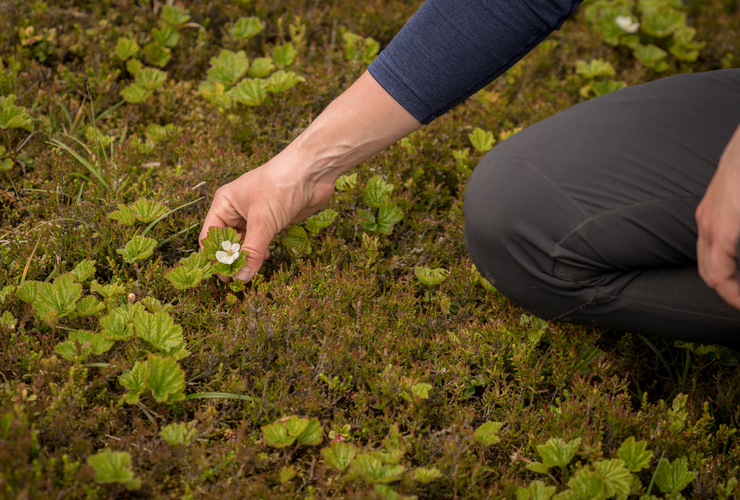Izzy at Schiehallion - David Lintern