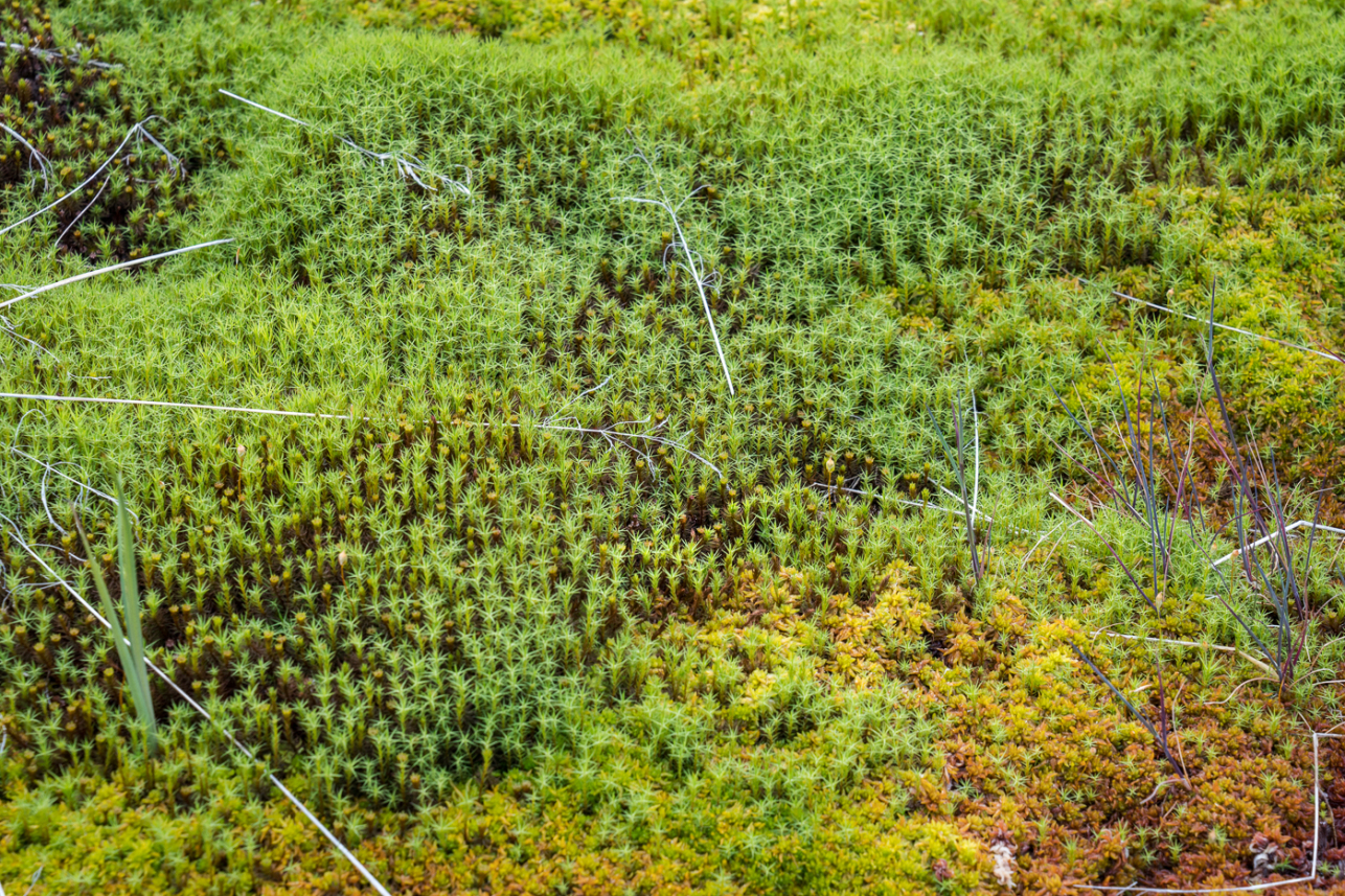 Moss - David Lintern