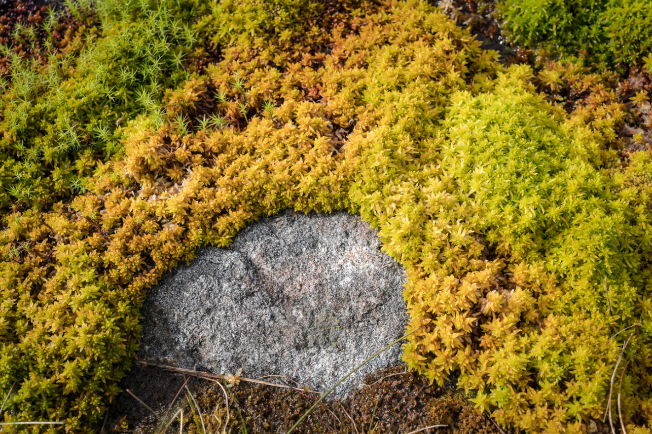 Moss and Rock - David Lintern