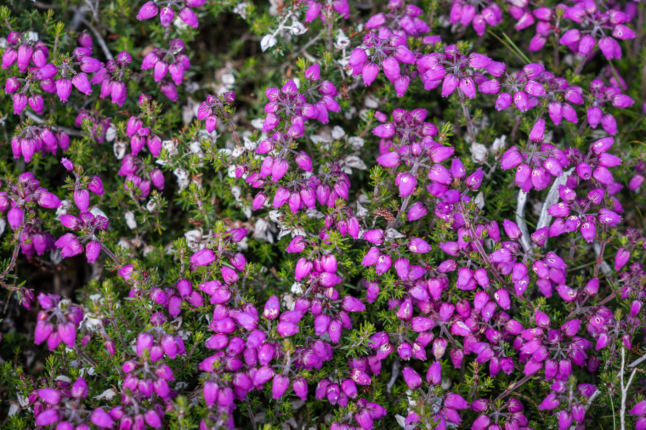 Pink flowers 2 - David Lintern