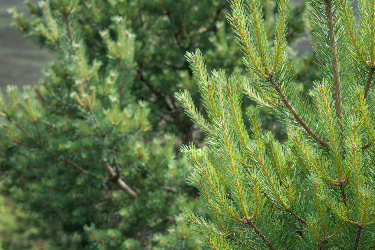 Pine branches - David Lintern