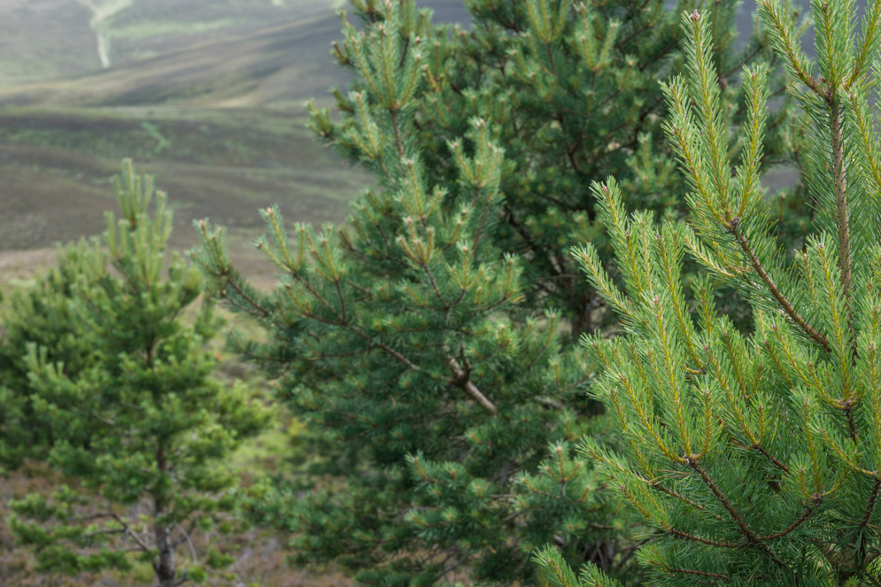 Pine branches 2 - David Lintern