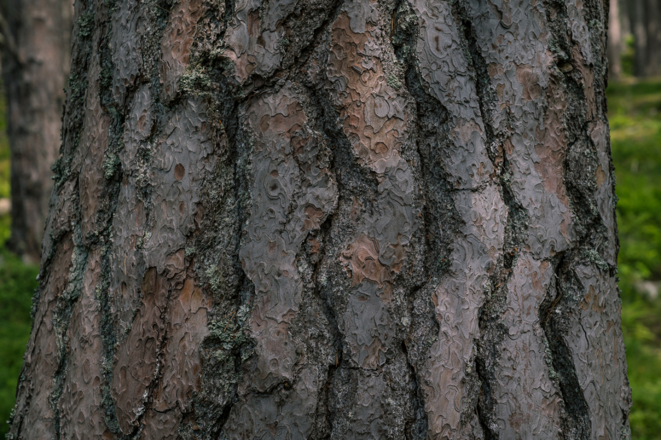 Bark - David Lintern