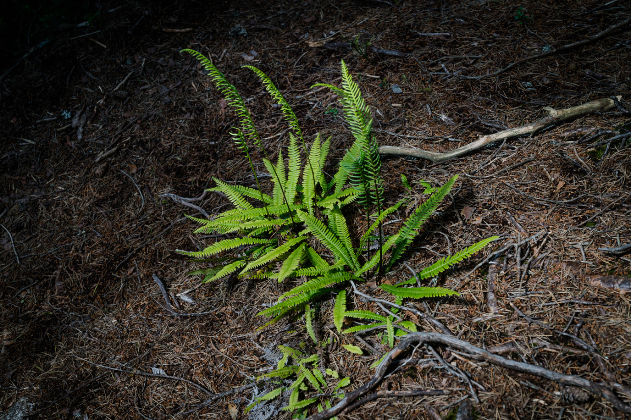 Green leaves - David Lintern
