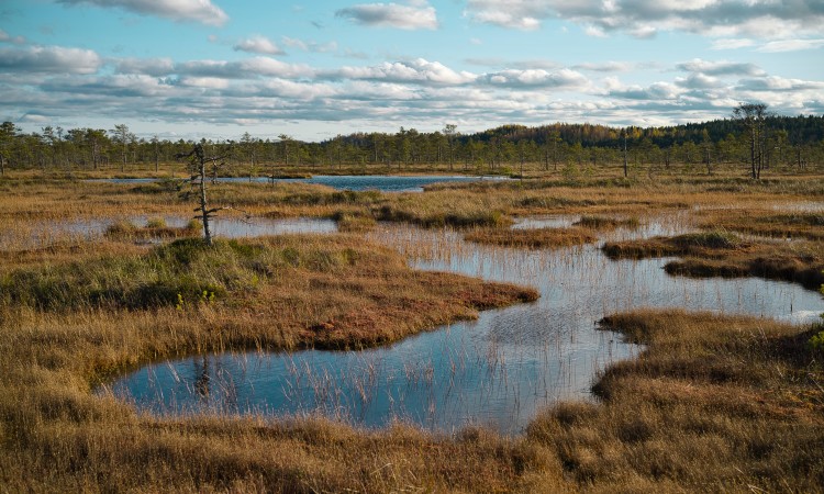 Estonia - bog - Unsplash