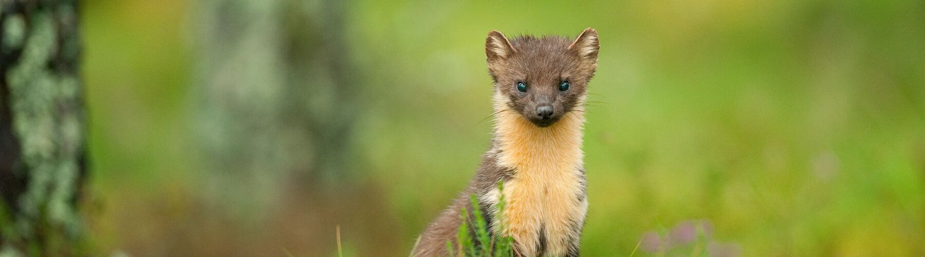 Pine Marten banner crop - © Terry Whittaker/2020Vision