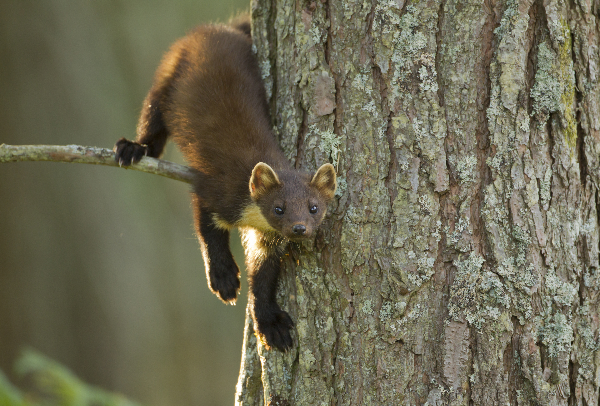 Pine Marten in Tree - 2020 Vision