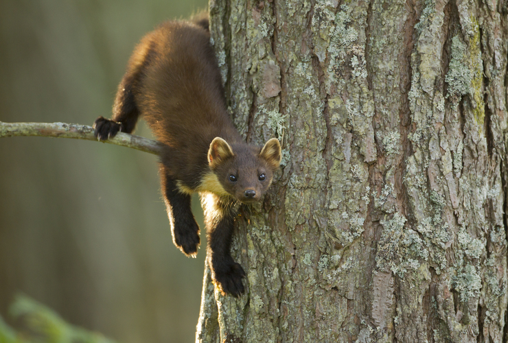 pine marten