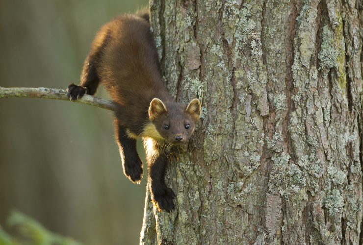 Pine Marten in Tree - 2020 Vision