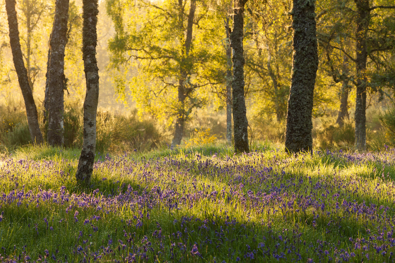 Bluebell wood