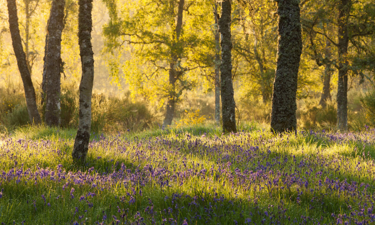 Bluebell wood