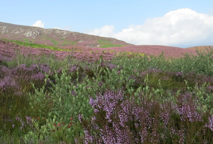 Mountain Woodland Appeal - regenerating willow 